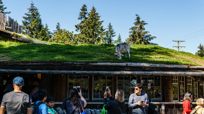 Goats on the roof at the Old Country Market