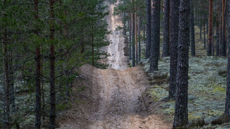 A mystical pine forest