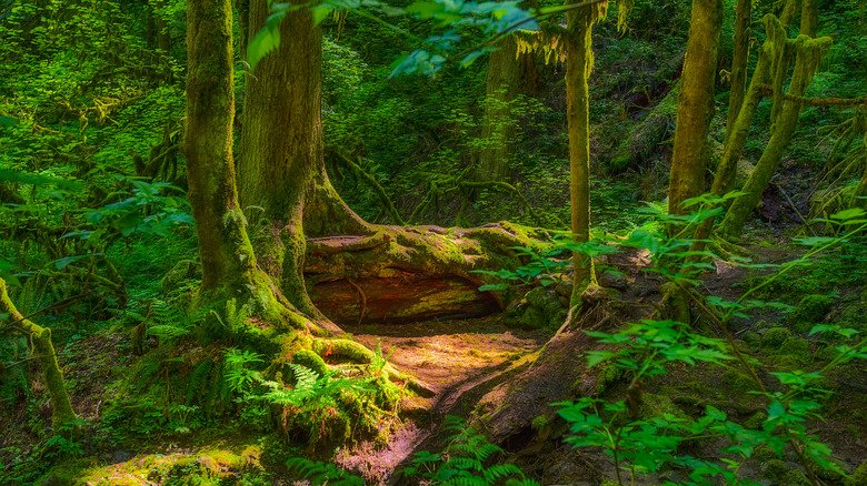 A shady trail in Portland's Forest Park