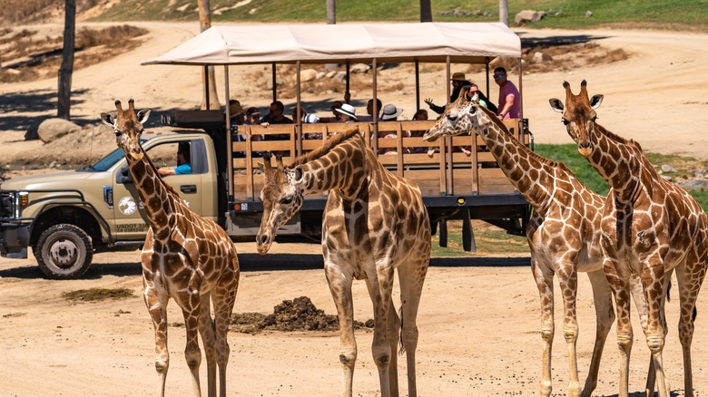 Giraffes at San Diego Zoo