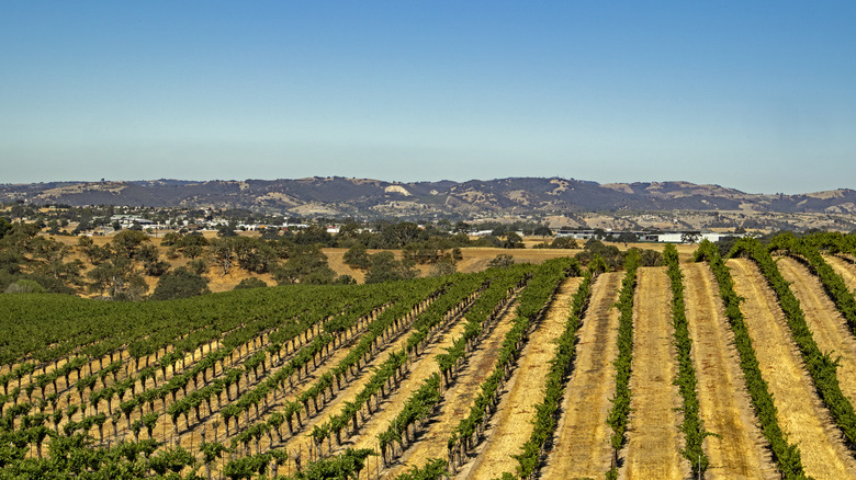 Vineyard in Paso Robles, CA 