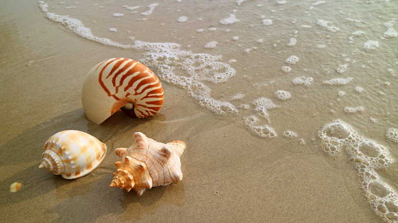 Three shells on the beach