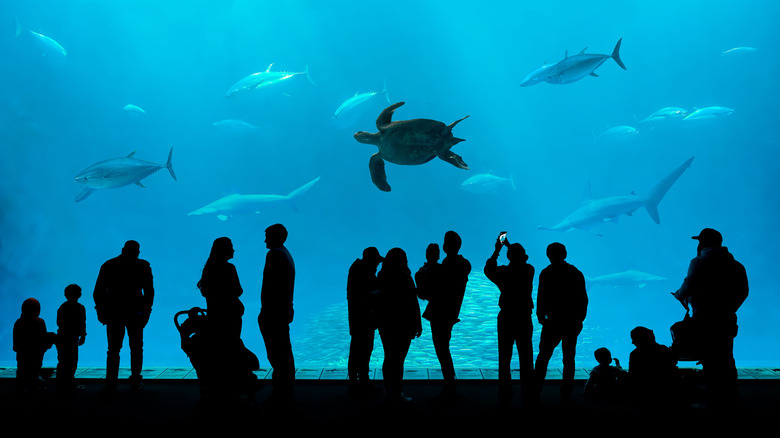 People at an aquarium