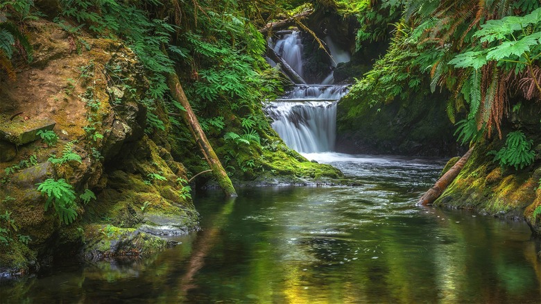 Waterfall and greenery in Quinault Rainforest