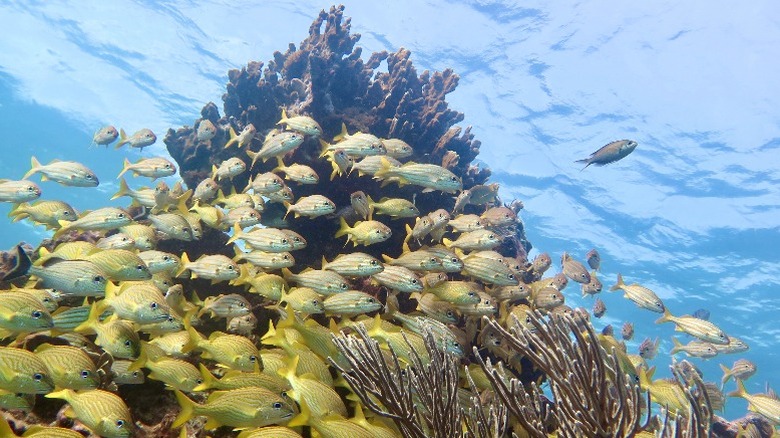 Fish in Isla Mujeres