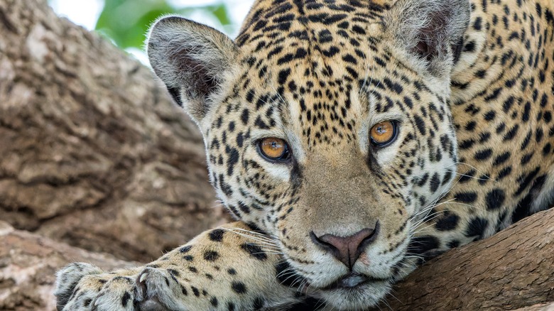 Jaguar in Brazil