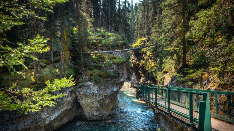 catwalk banff national park stream