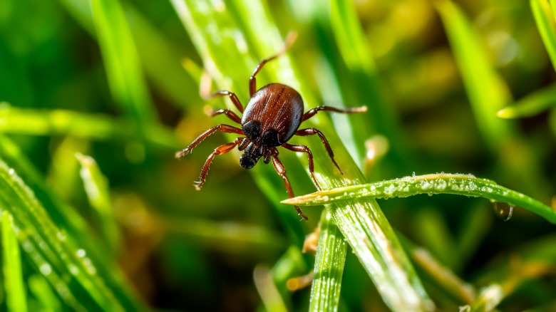 A tick in long grass