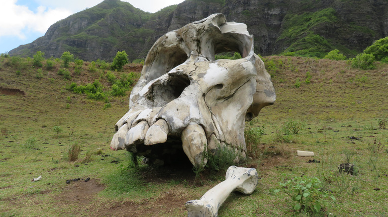 Movie prop at Kualoa Ranch