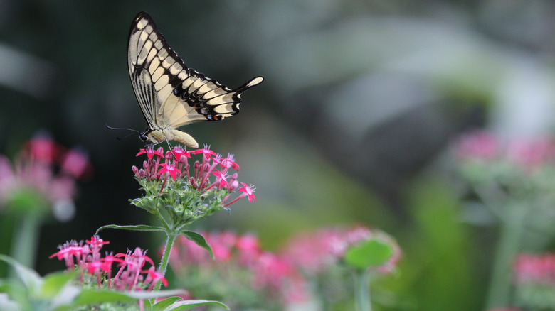 Butterfly at La Paz