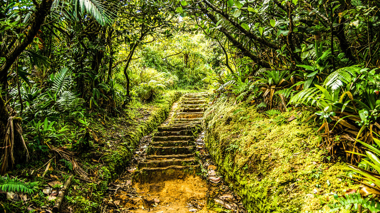 hiking trail on Dominica