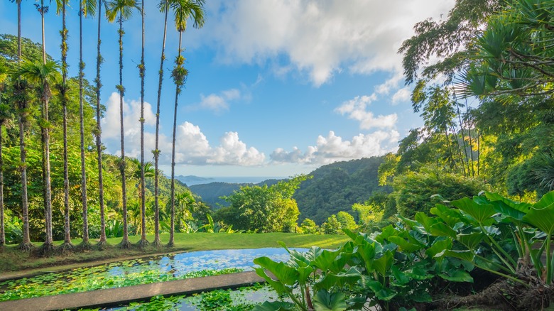 Stunning gardens in Martinique