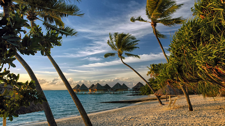 wind blowing trees on beach