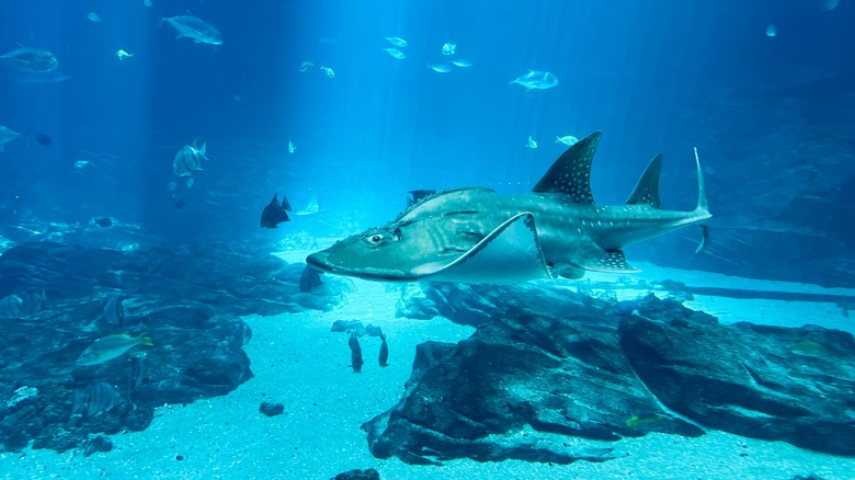 A stingray at the Georgia Aquarium