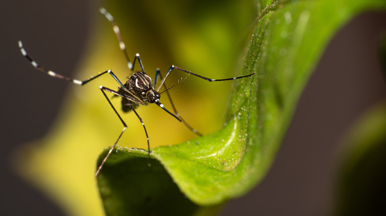 Mosquito sitting on a leaf