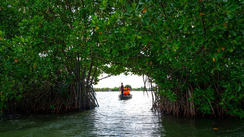 Mangrove arch at Munroe Island