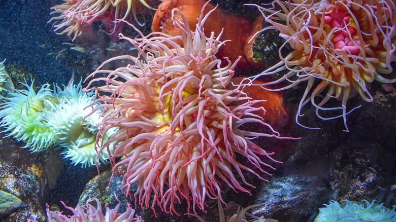 Sea anemone at the National Aquarium