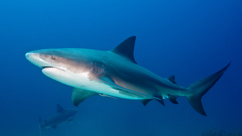 A bull shark in the sea