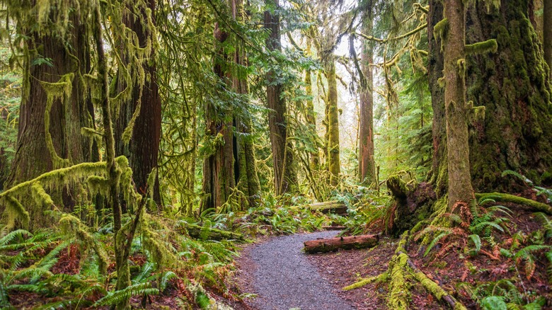 Trail in Olympic National Park