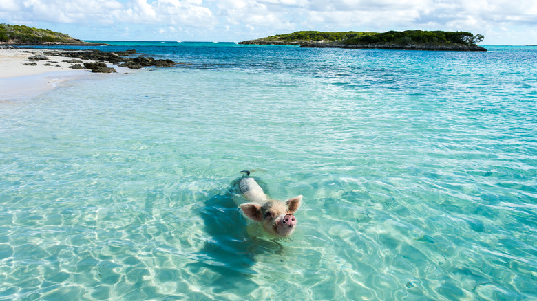 pig swimming in Exuma, Bahamas