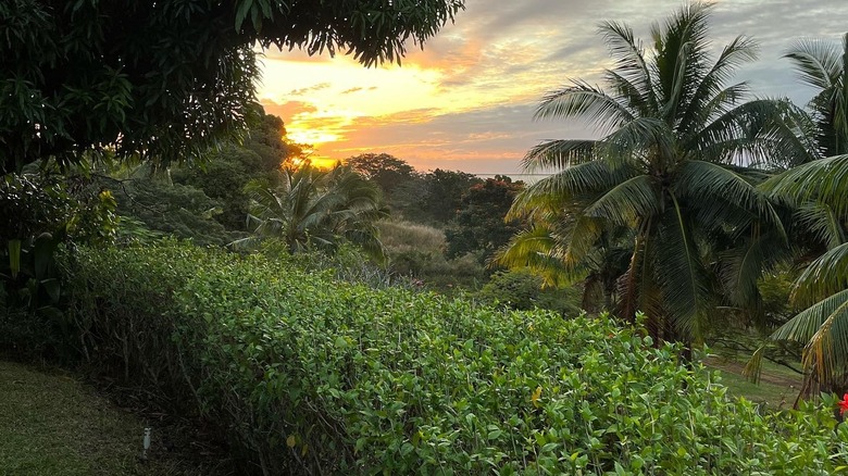 Palmlea Farms Resort at sunset