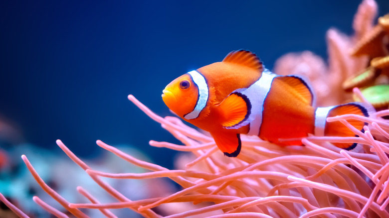 Clownfish in an anemone