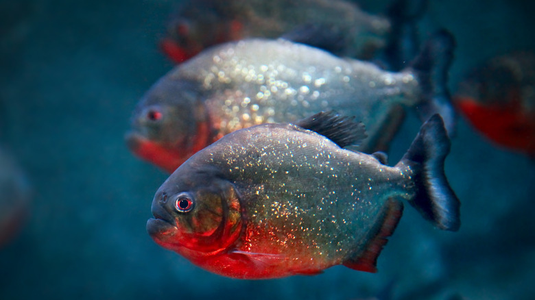 Red bellied piranha