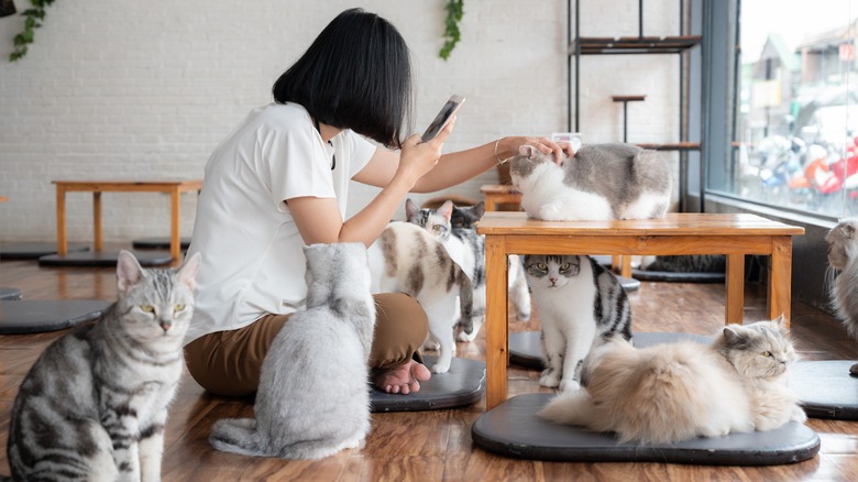 Cats at a cat café