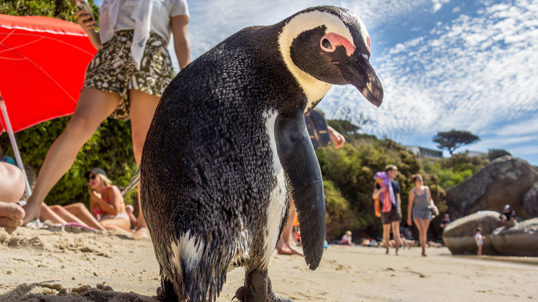 penguin with people on beach