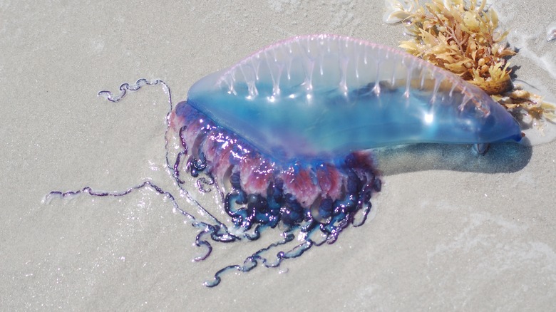 Portuguese man o' war