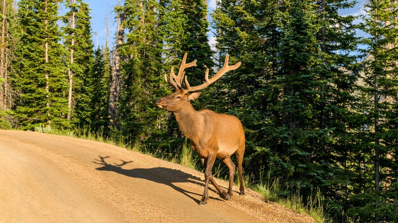 elk rocky mountain national park