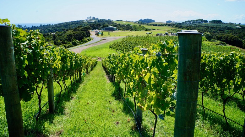 Vineyards on Waiheke Island