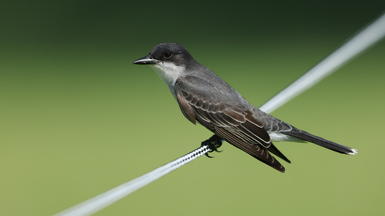 eastern kingbird perched on rope