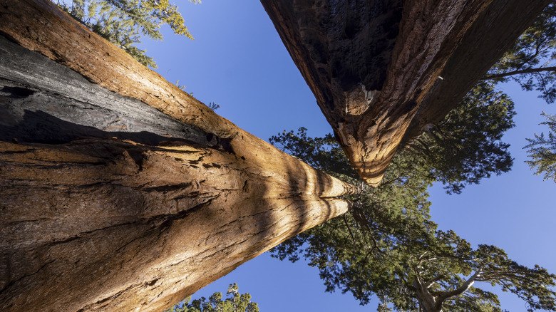 California's giant sequoia trees