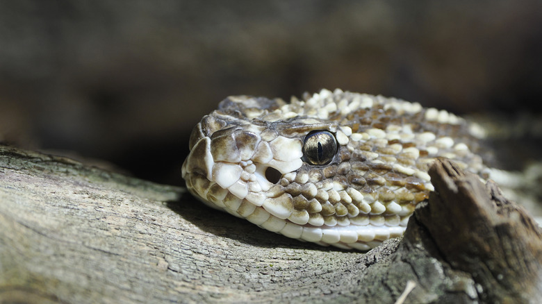 Head of South American rattlesnake