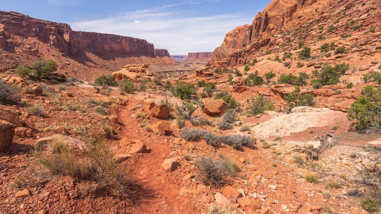 Canyonlands Syncline Loop trail