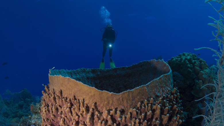 Giant Barrel Sponge