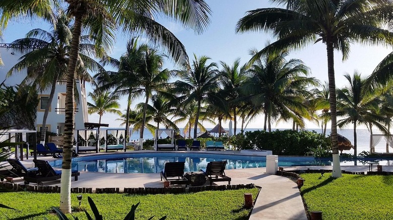 pool surrounded by palm trees