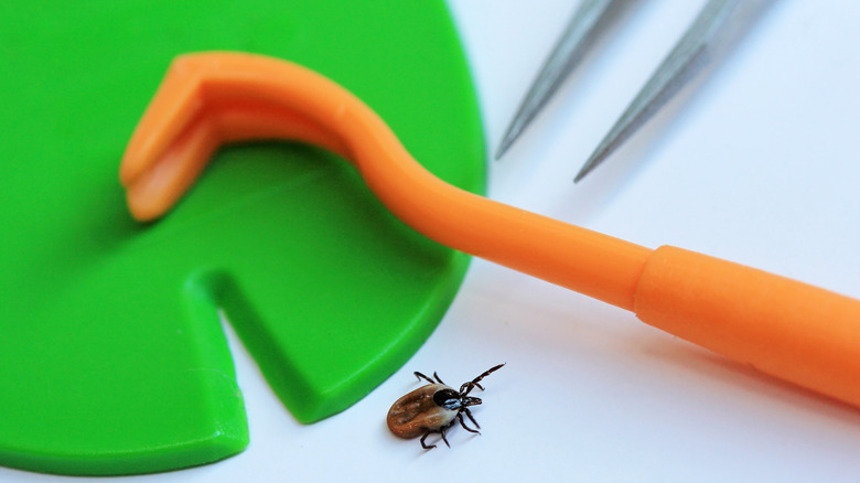 Tick-removing tools