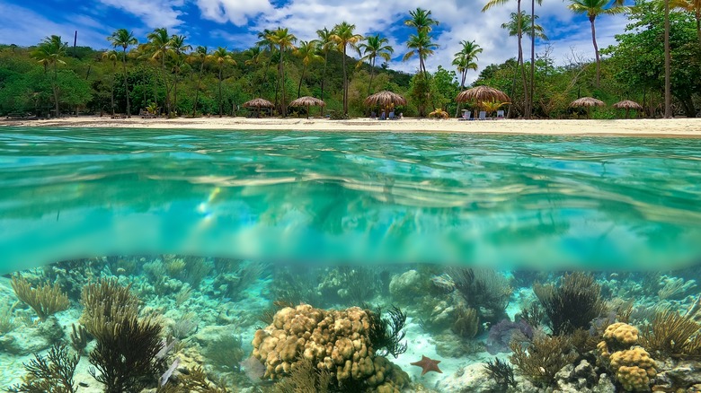 Coral reef on St. Thomas