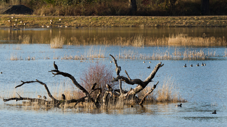 Oregon water birds