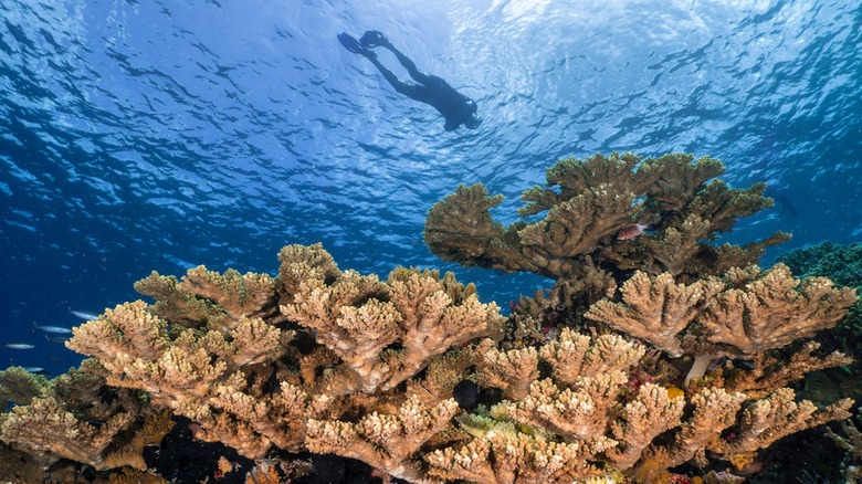 Snorkeling in House Reef 