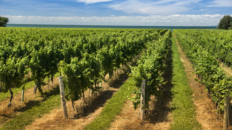 Vineyard near Niagara Falls