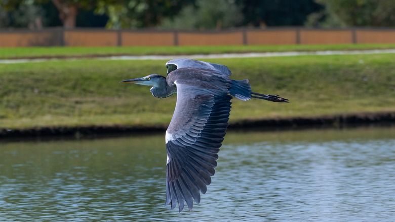 blue heron flying