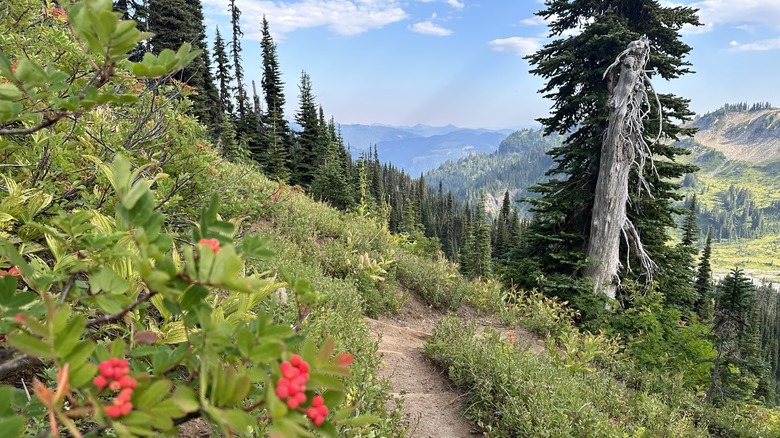 alpine meadow on the Wonderland Trail