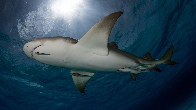 Shark in the Bahamas