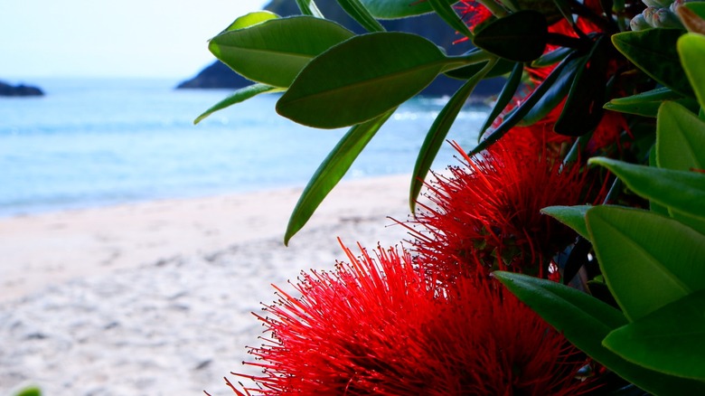 Beach in front of Pōhutukawa tree