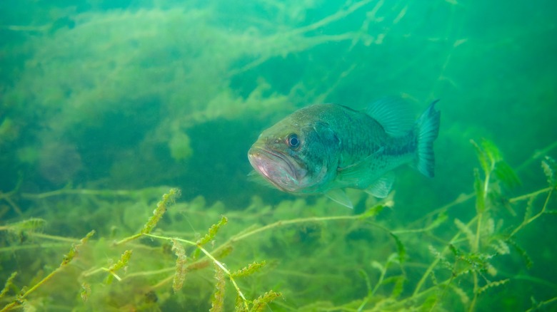 Largemouth bass in freshwater lake