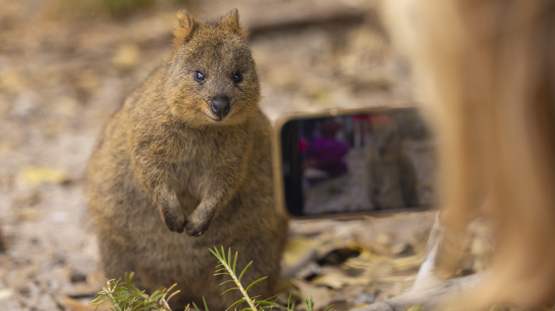 Quokka on Rottnest Island 