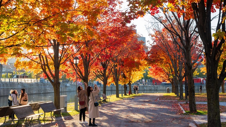 tourists taking photos of foliage